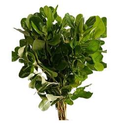 Clusia grün 50cm