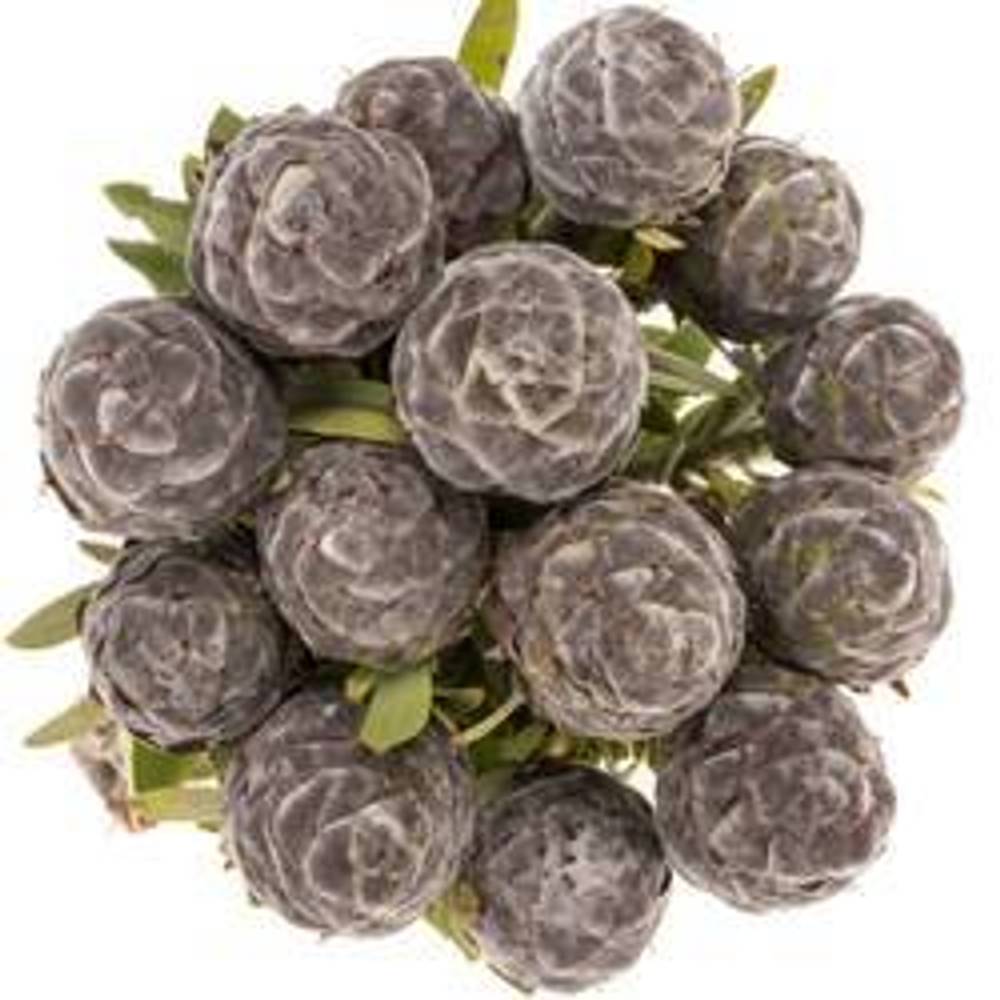 Leucadendron grau Pubescens 40cm