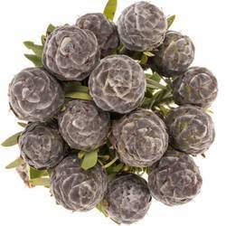 Leucadendron grau Pubescens 40cm