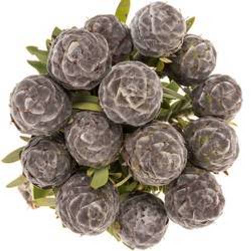 Leucadendron grau Pubescens 40cm