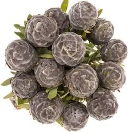 Leucadendron grau Pubescens 40cm