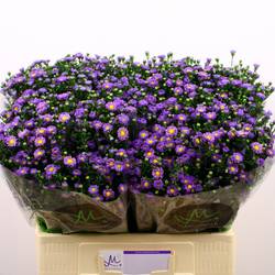 Aster lila Teeny Tiny Blue 15Gramm 60cm