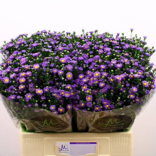 Aster lila Teeny Tiny Blue 15Gramm 60cm