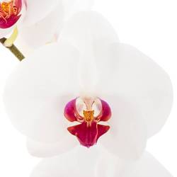 Phalaenopsis weiss Red Lip 80cm 10 Bis 14 Blüte