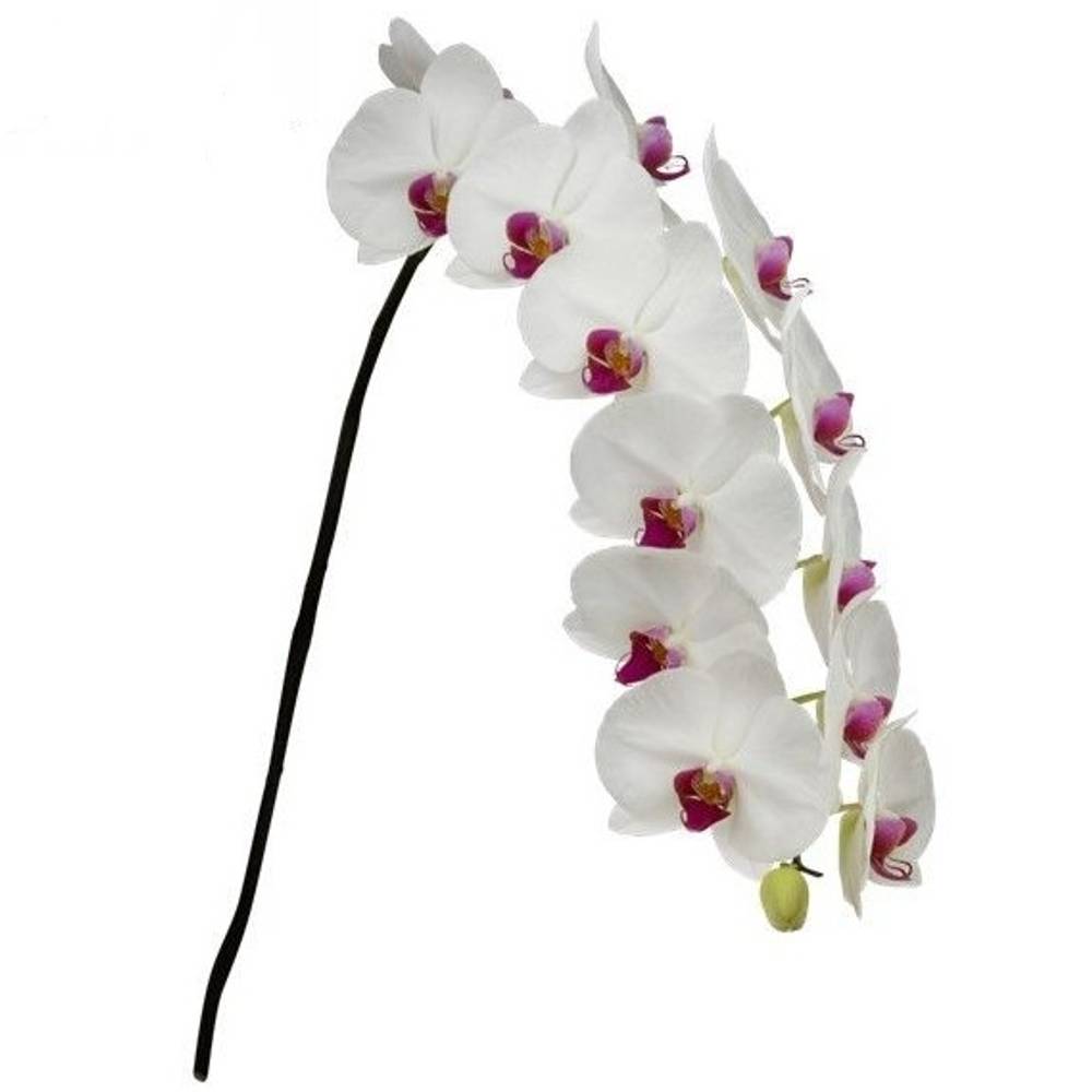 Phalaenopsis weiss Red Lip 80cm 10 Bis 14 Blüte