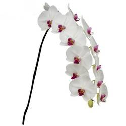 Phalaenopsis weiss Red Lip 80cm 10 Bis 14 Blüte