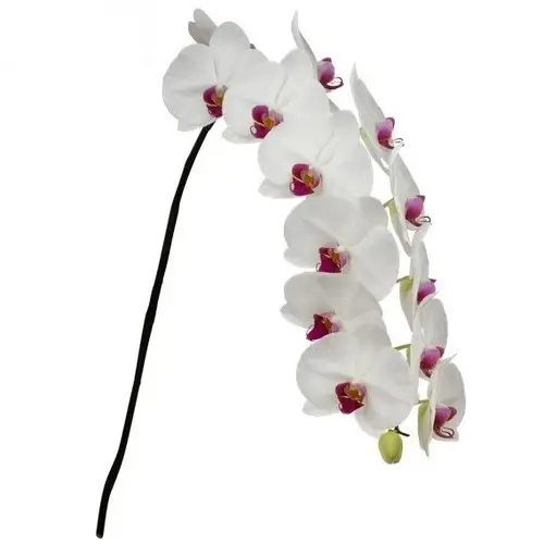 Phalaenopsis weiss Red Lip 80cm 10 Bis 14 Blüte