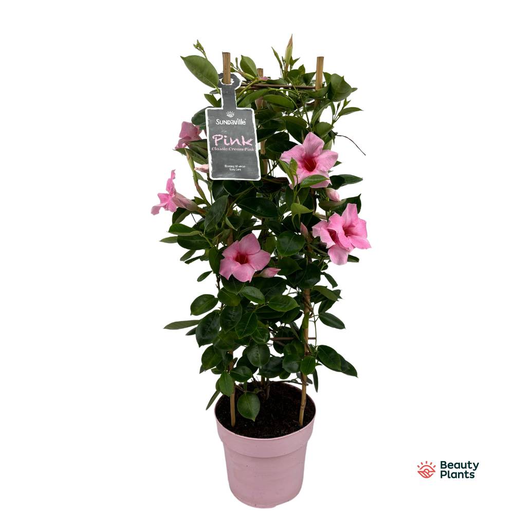 Mandevilla Sundaville rosa Turm T19 H075