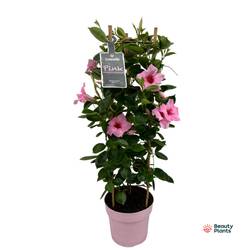 Mandevilla Sundaville rosa Turm T19 H075