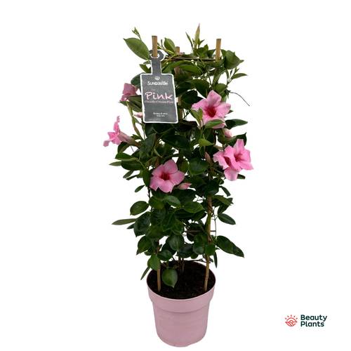 Mandevilla Sundaville rosa Turm T19 H075