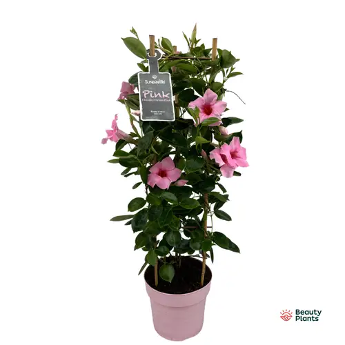 Mandevilla Sundaville rosa Turm T19 H075