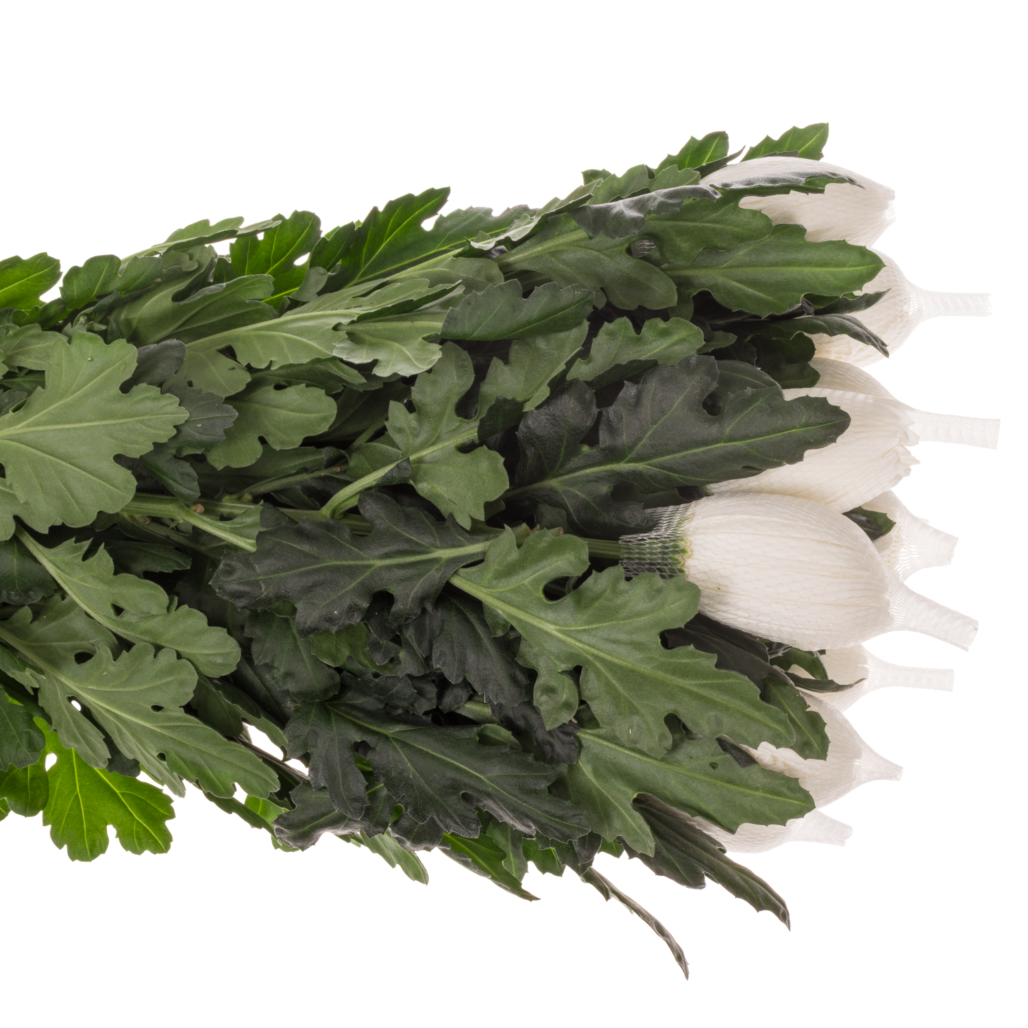 Chrys.Deko weiss Stravina 90Gramm 70cm