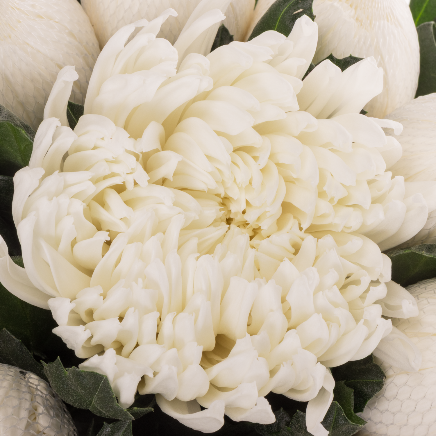 Chrys.Deko weiss Stravina 90Gramm 70cm