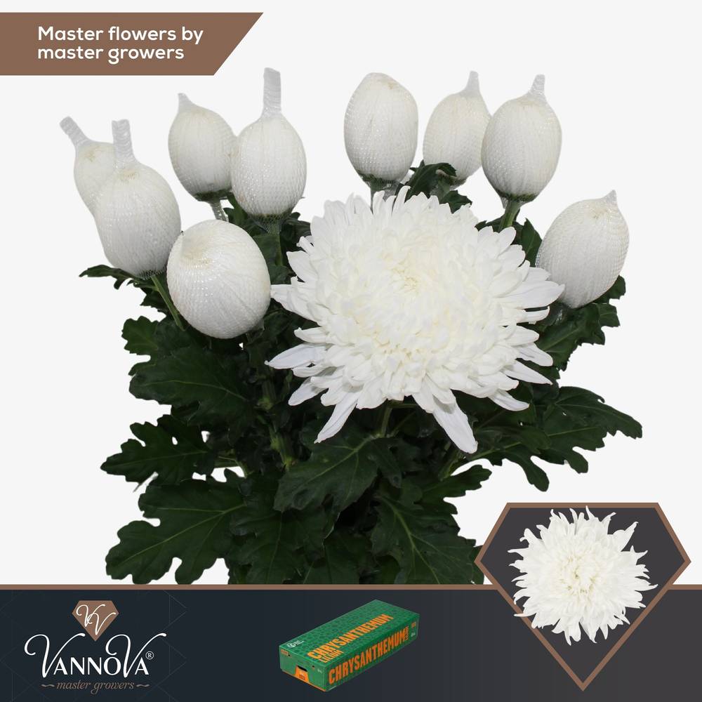 Chrys.Deko weiss Stravina 90Gramm 70cm