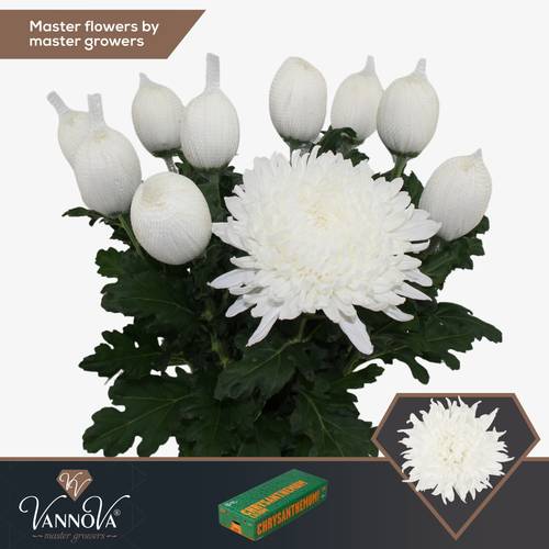 Chrys.Deko weiss Stravina 90Gramm 70cm