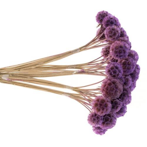 Präparierte Sternkugel milka