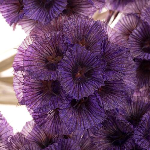 Präparierte Sternkugel milka