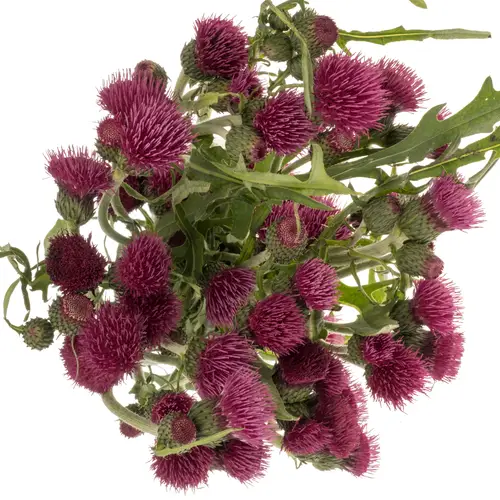 Cirsium lila 60cm