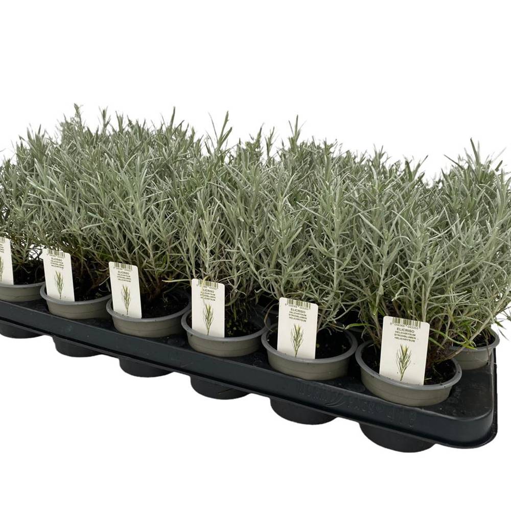 Helichrysum Itali. T09 H25