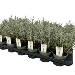 Helichrysum Itali. T09 H25