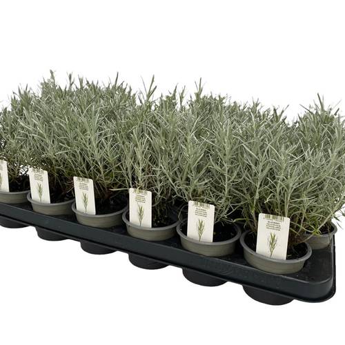 Helichrysum Itali. T09 H25