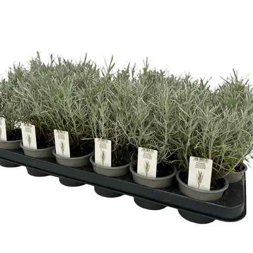 Helichrysum Itali. T09 H25