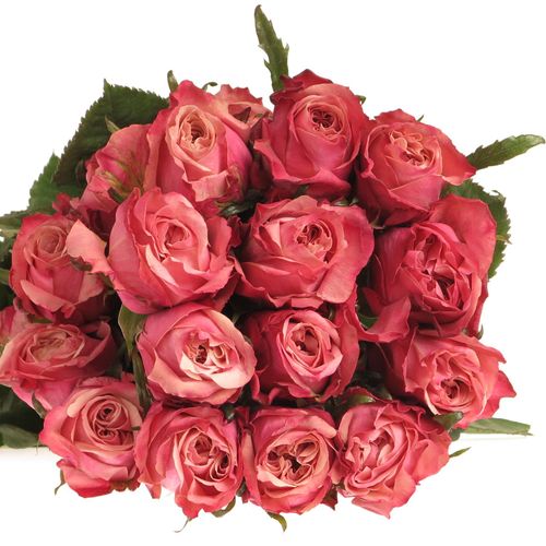 Rose rosa Art Deco (Ec) 50cm