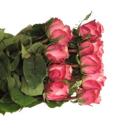 Rose rosa Art Deco (Ec) 50cm