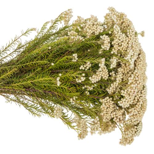 Cooks weiss Snow 50cm