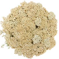 Cooks weiss Snow 50cm