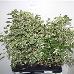 Ficus Twilight Schnäpch.Von Uhr T14 H055
