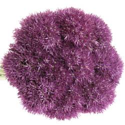 Allium lila Pinbal Wizard 65cm