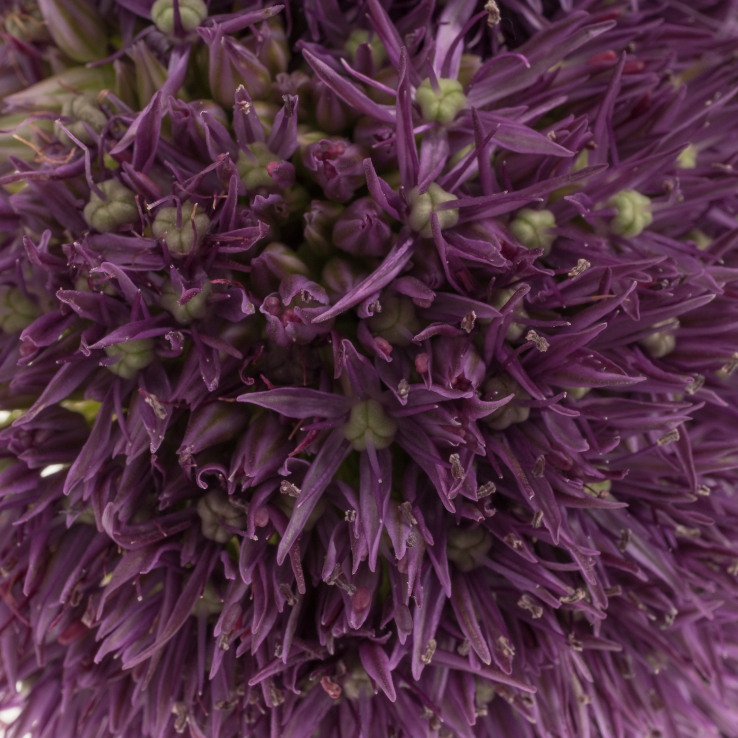 Allium lila Pinbal Wizard 65cm