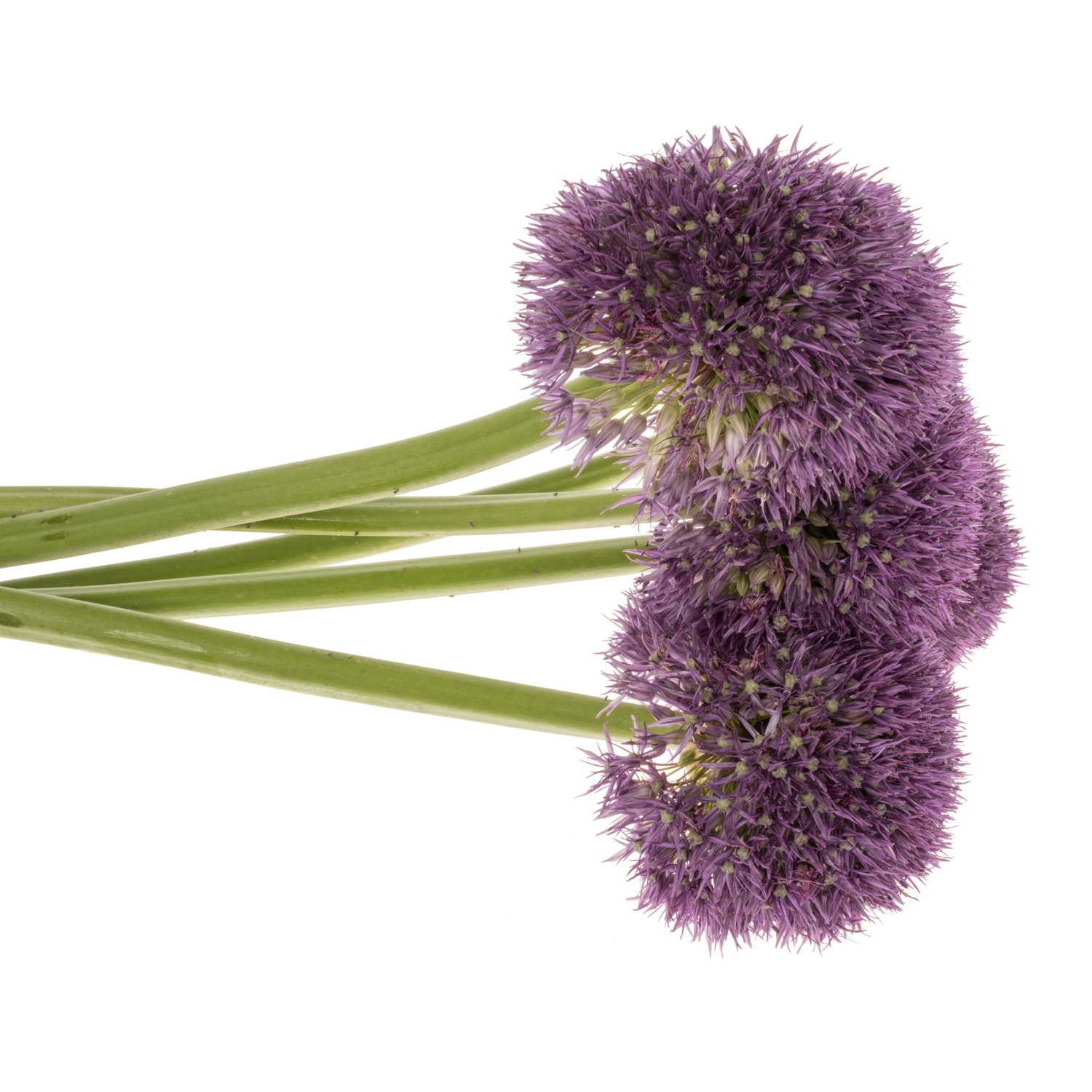 Allium lila Pinbal Wizard 65cm