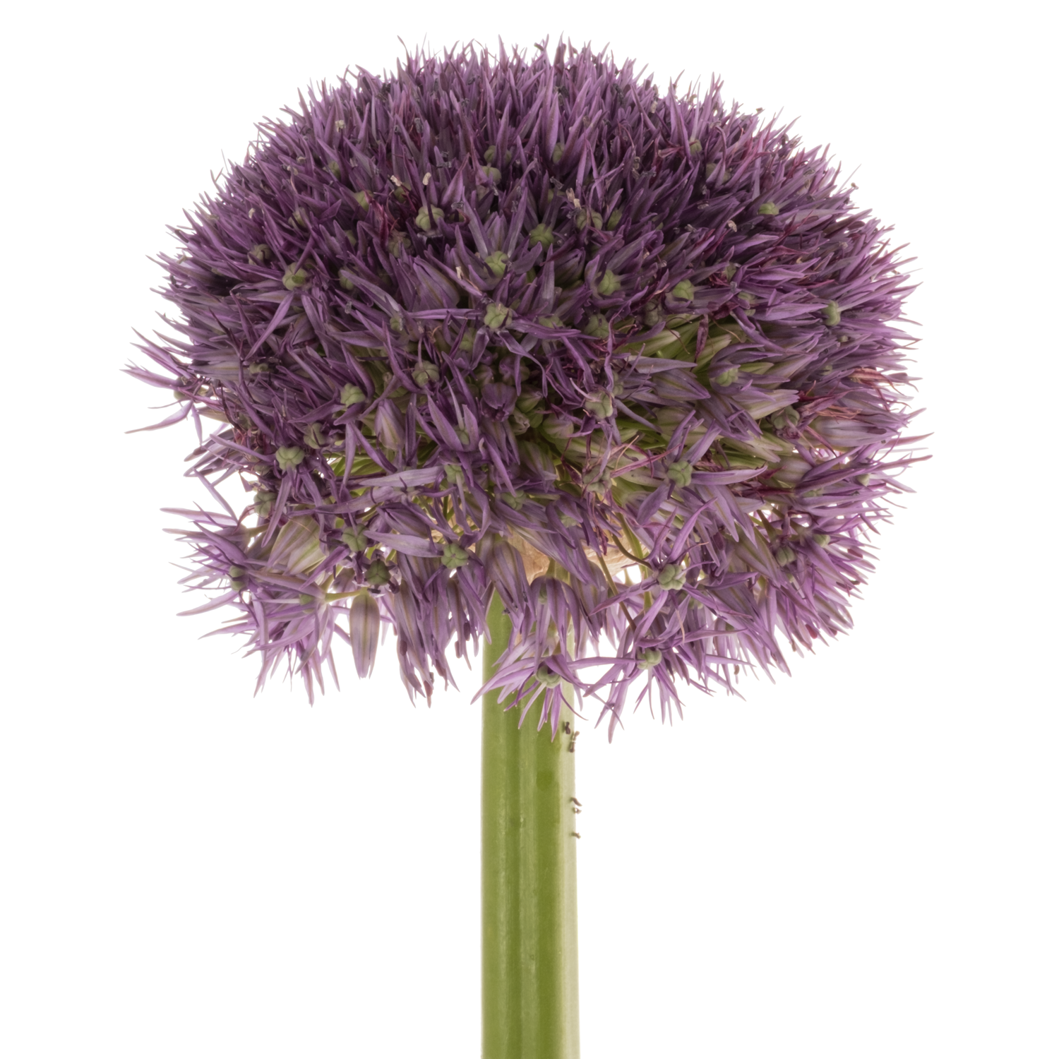 Allium lila Pinbal Wizard 65cm