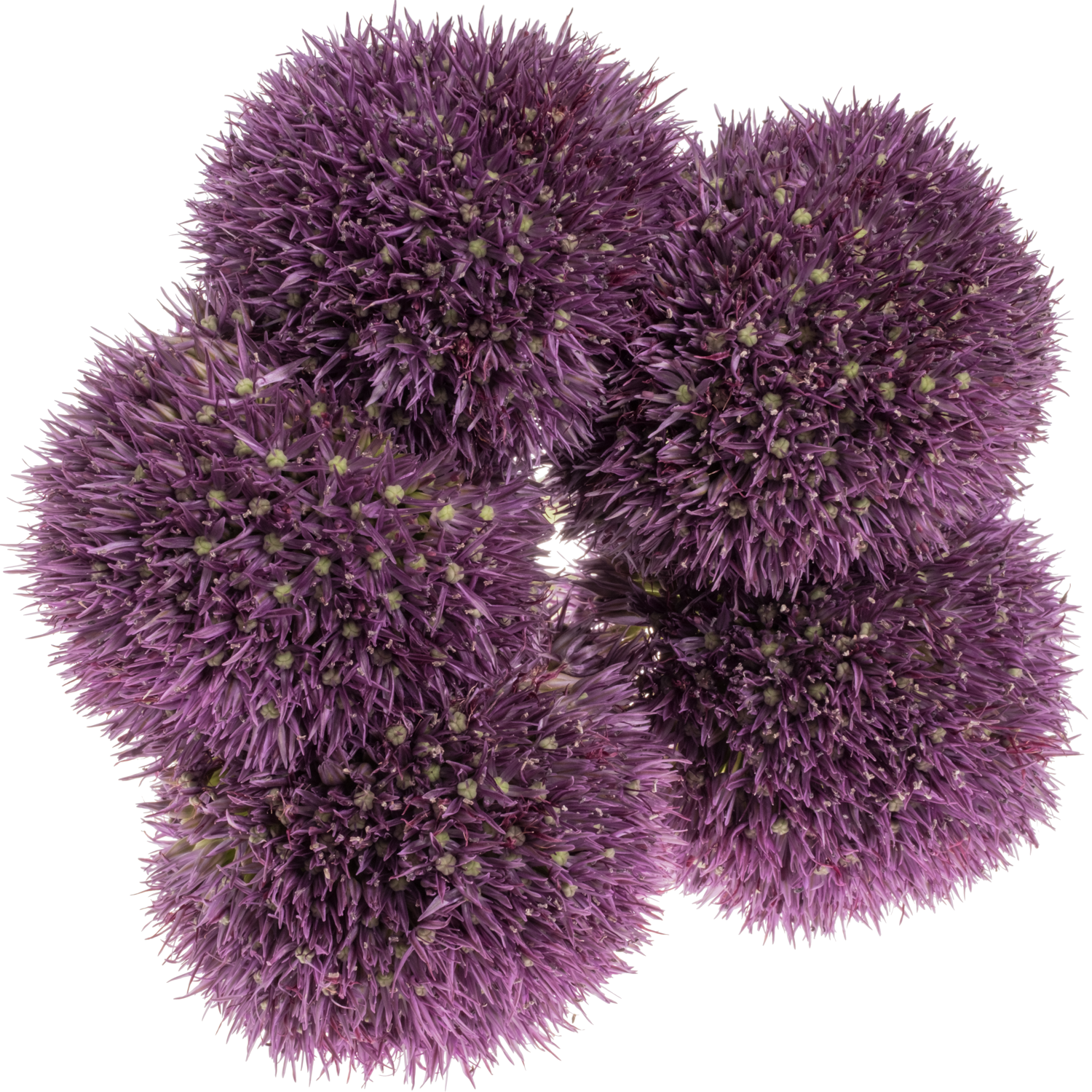 Allium lila Pinbal Wizard 65cm