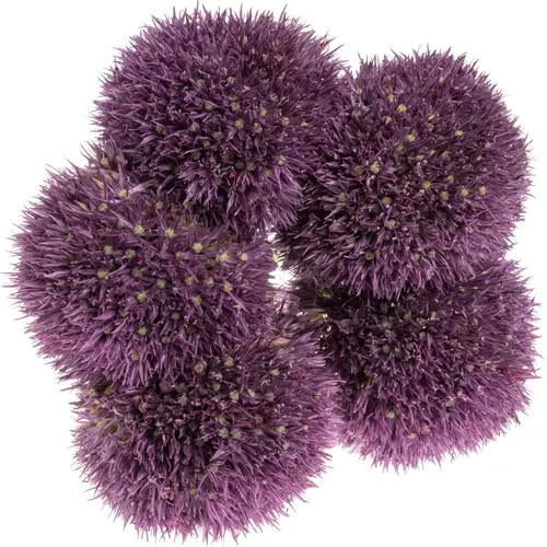 Allium lila Pinbal Wizard 65cm