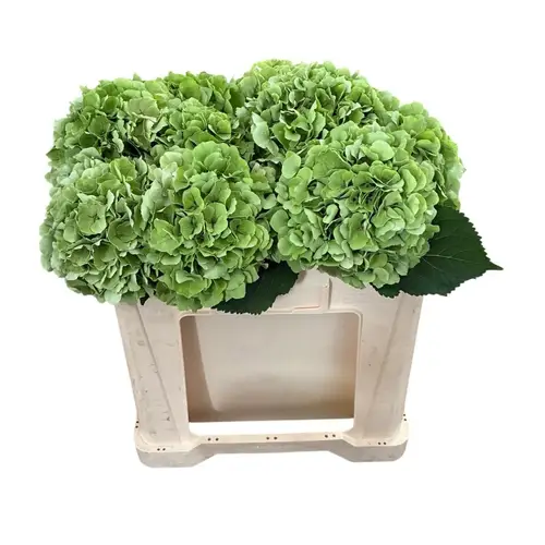 Hortensie hell grün/creme Wh Verena cl Bol 17cm 40cm