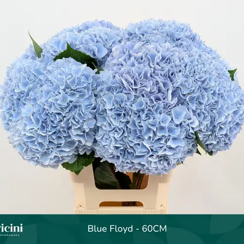 Hortensie hell blau Blue Floyd Bol 14cm 50cm
