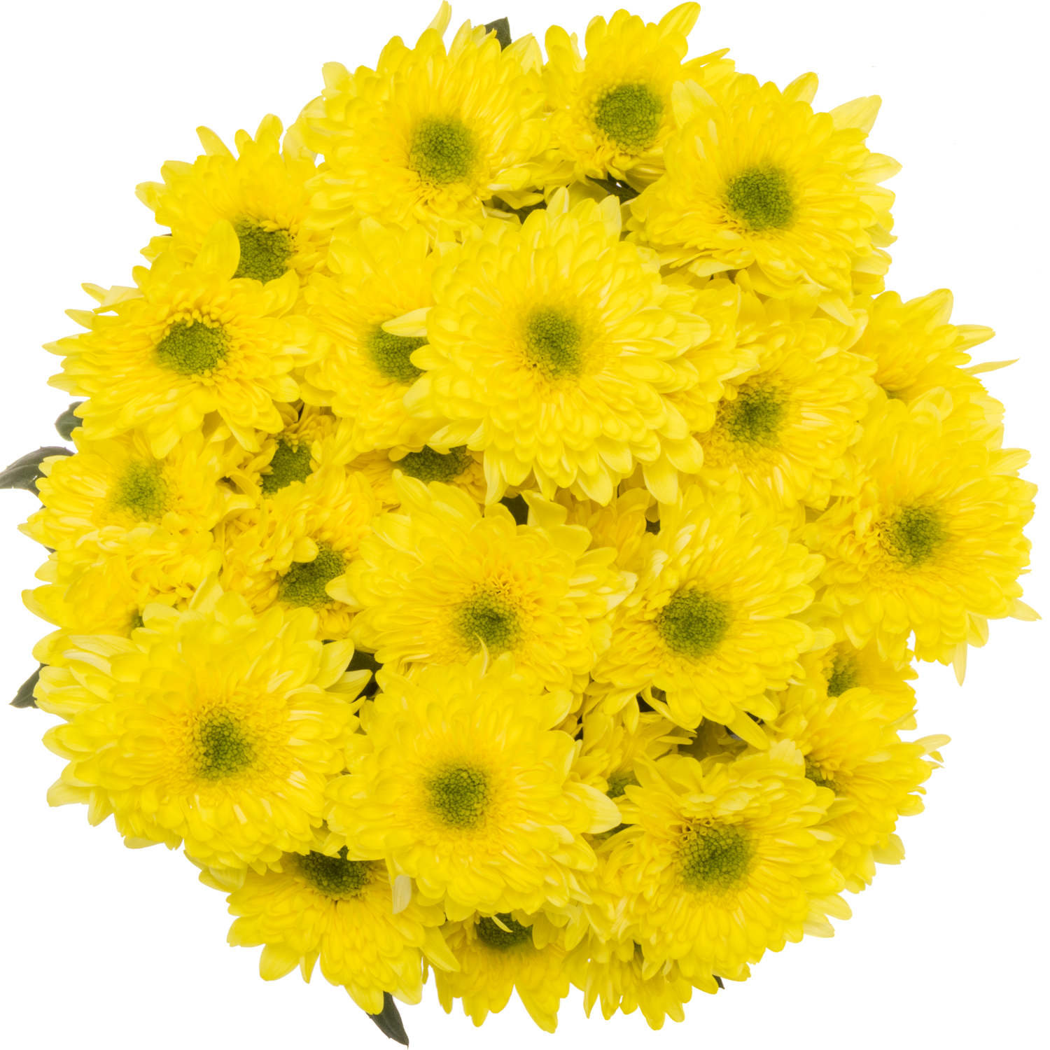 Chrys.Tros gel-grün Commander Yellow Ostern 80Gramm