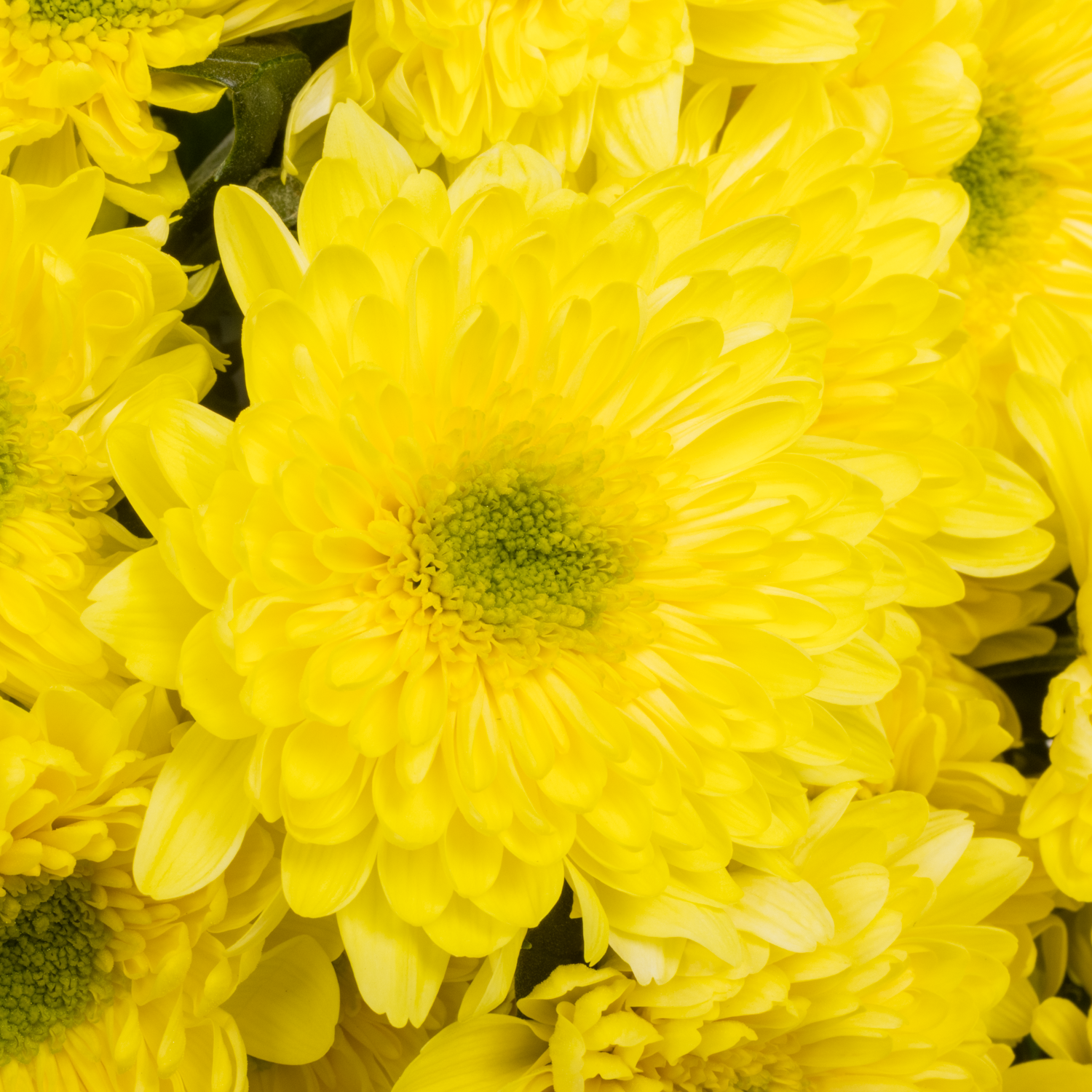 Chrys.Tros gel-grün Commander Yellow Ostern 80Gramm