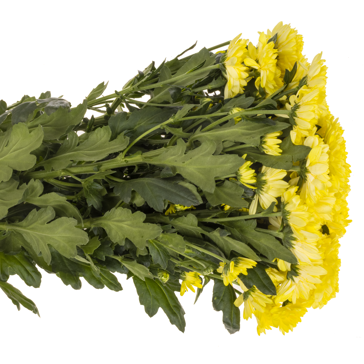 Chrys.Tros gel-grün Commander Yellow Ostern 80Gramm