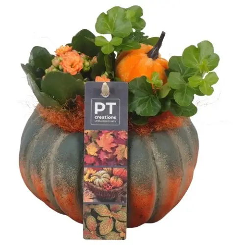 Kal.Arr PTHI5487 Herbst T14 H016