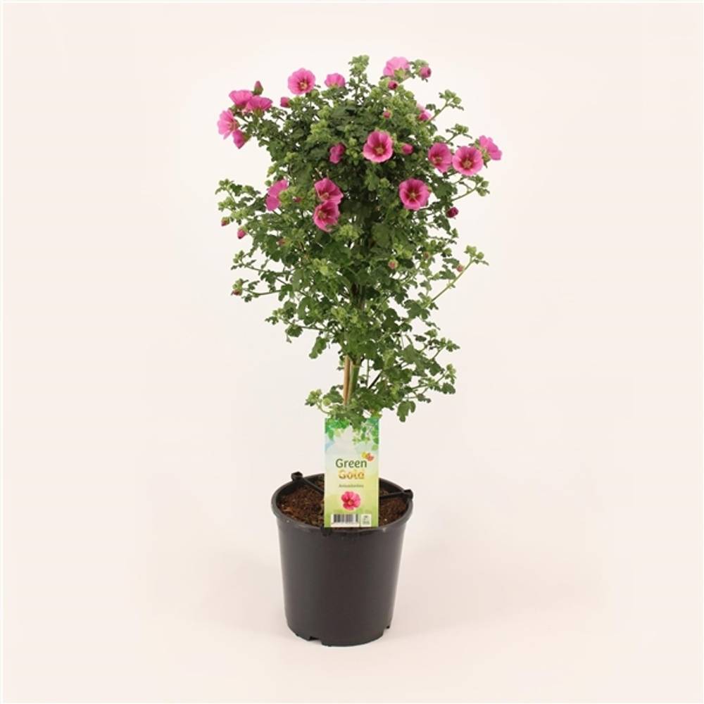 Anisodontea Elegance Princess T19 H75