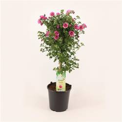 Anisodontea Elegance Princess T19 H75