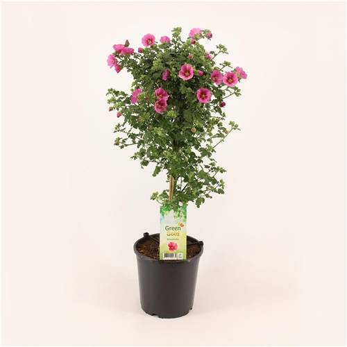 Anisodontea Elegance Princess T19 H75
