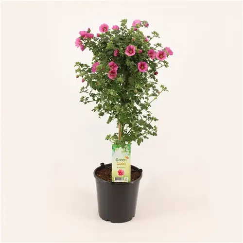 Anisodontea Elegance Princess T19 H75