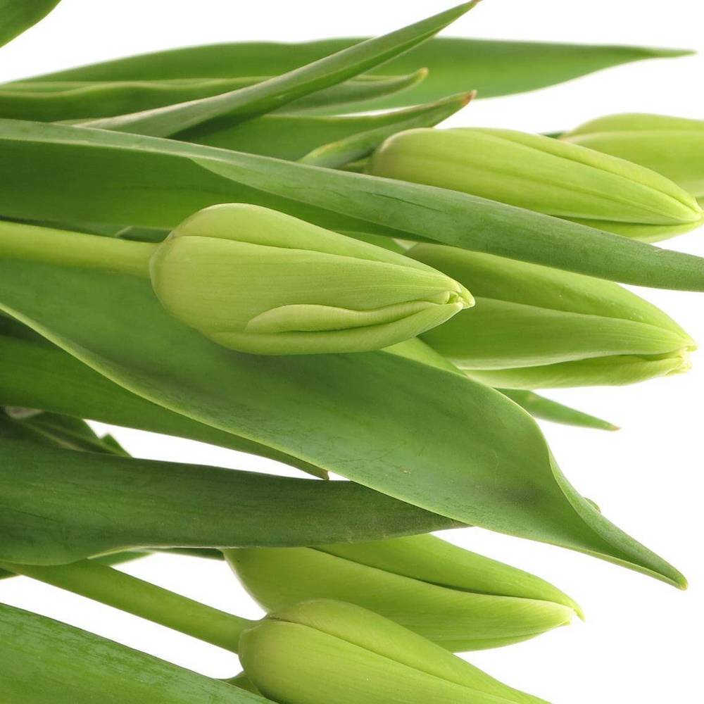 Franz.weiss/creme Proud 60 Gramm 45cm