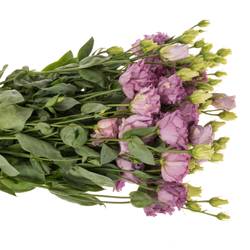 Lisianthus milka Julius grape 5+ 70cm