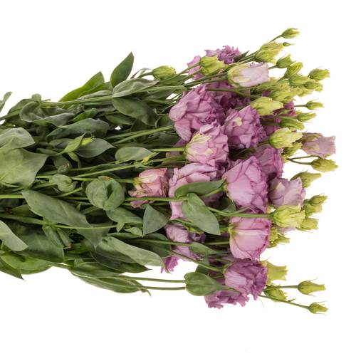 Lisianthus milka Julius grape 5+ 70cm